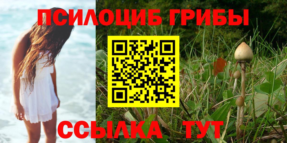 Псилоцибиновые грибы Cubensis Урус-Мартан